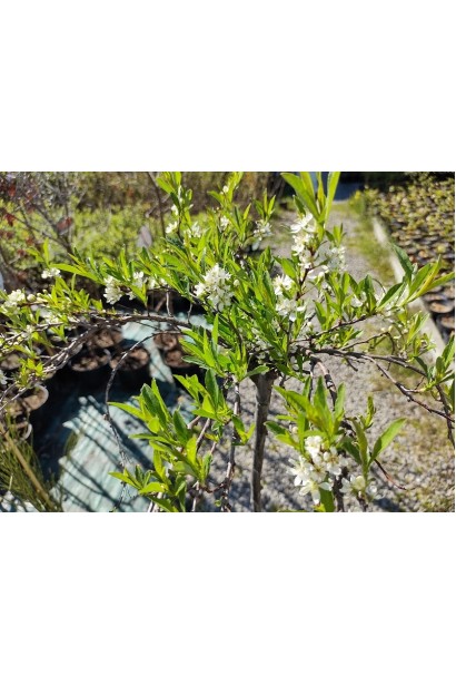 Вишня піщана плакуча на штамбі квіти